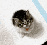 Cat Angry Cat GIF - Cat Angry Cat Chat GIFs