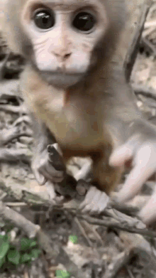 Monkey Ape GIF - Monkey Ape Stupid GIFs