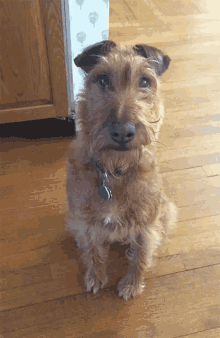 Irishterrier Gingerdog GIF - Irishterrier Irish Terrier GIFs
