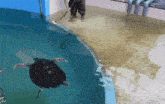 a sea turtle is swimming in a pool with a man standing on the floor