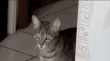 Cat Shocked GIF - Cat Shocked Shocked Face GIFs