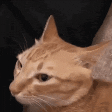 Gremlin Cat GIF - Gremlin Cat Chaos GIFs