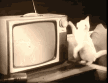 Cat Watching Tv GIF - Television Cats GIFs