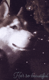 Siberian Husky Smokey GIF - Siberian Husky Smokey Beautiful Dog GIFs