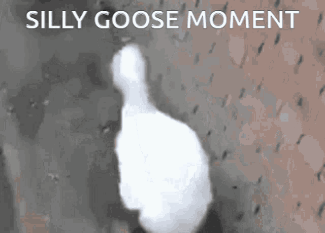 Silly Goose Silly Goose Moment GIF - Silly Goose Silly Goose ...