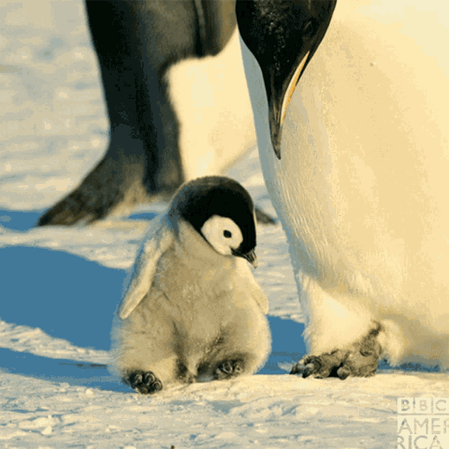 Penguin Chick GIFs | Tenor