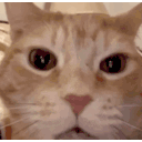 aaaah-cat.gif