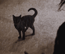 Cat Black Cat GIF - Cat Black Cat Black GIFs