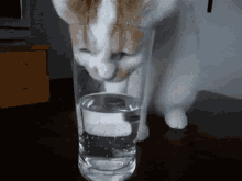 Cat Drink GIF - Cat Drink GIFs