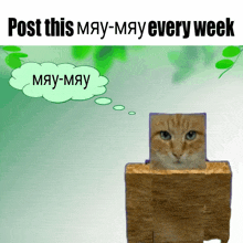 a cat in a box with the words post this may-may every week above it