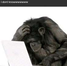 a picture of a chimpanzee looking at a laptop with the caption " i dont knowwww "