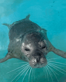 Seal Nodding Head GIF - Seal Nodding Head Yes GIFs