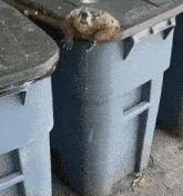 a raccoon laying on top of a garbage can