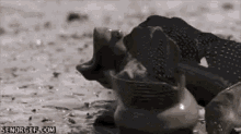 a close up of a snail crawling through the mud on a beach .
