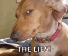 a dachshund with a pink collar is sitting on a bed and making a funny face .