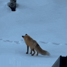 a fox is walking in the snow looking for food