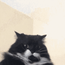 Cat Fall Over GIF - Cat Fall Over Scared GIFs