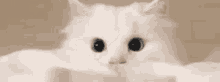 Neko White Meow Cat GIF