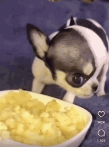 Eating Dog GIF - Eating Dog GIFs