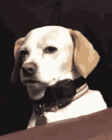 Watching Dog GIF - Watching Dog What Are You Doing There GIFs