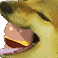 dog doge eating burger