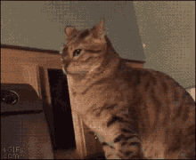 a cat is sitting in front of a washer and dryer and looking up at the camera .