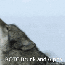 a picture of a wolf with the words botc drunk and alpha