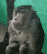 Monkey Sitting GIF - Monkey Sitting Weird GIFs