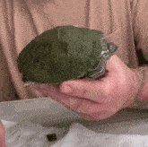 Turtle Scute GIF - Turtle Scute Peeling GIFs
