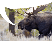 moose speech bubble