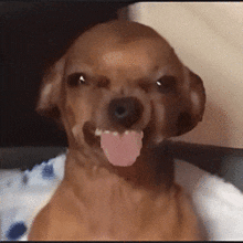 a brown dog with its tongue hanging out