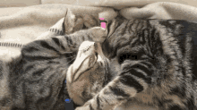 Cats Love GIF - Cats Love Snuggle GIFs