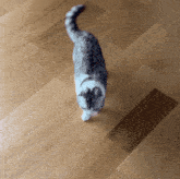 Muu Muudaybyday GIF - Muu Muudaybyday Muu Cat GIFs
