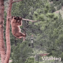 Bear Climbs Down From A Tree Branch Viralhog GIF - Bear Climbs Down From A Tree Branch Viralhog Bear Climbing Tree GIFs