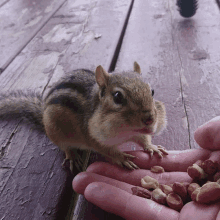 Chipmunk Chewing GIF - Chipmunk Chewing Peanuts GIFs