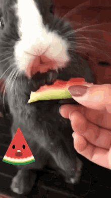 Oreo Watermelon GIF - Oreo Watermelon Fruit GIFs