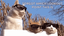 Cats Lookout GIF - Cats Lookout Sunglasses GIFs