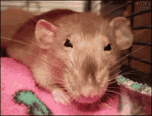 Rata Apreta La Mano De La Rabia GIF