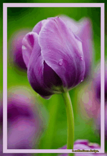 tulips flowers good morning love