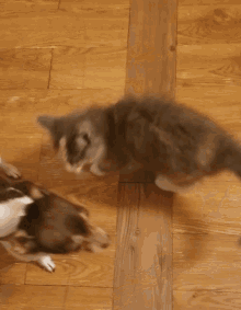 Attack Cat GIF - Attack Cat Dog GIFs