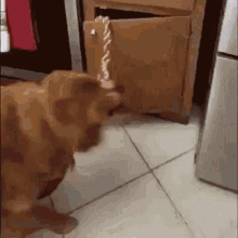 a dog is playing with a toy in front of a cabinet door .