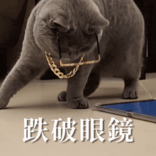 a cat wearing glasses and a gold chain looks at a tablet