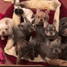 Puppies Dogs GIF - Puppies Dogs French Bulldog GIFs
