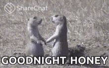 two ground squirrels are standing next to each other holding hands in a field .