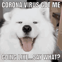 corona virus got me like say what dog cute