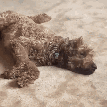 Dog Surprised GIF - Dog Surprised Subslimer Dog GIFs