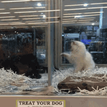 Nothing Will Keep Us Apart! GIF - Cat Attack Glass GIFs