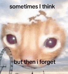 a close up of a cat 's face with the words `` sometimes i think but then i forget '' on it .