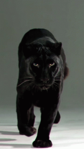 Black Panther Big Cat GIF - Black Panther Big Cat - Discover & Share GIFs