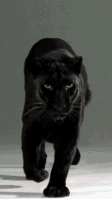 Black Panther Big Cat GIF - Black Panther Big Cat GIFs